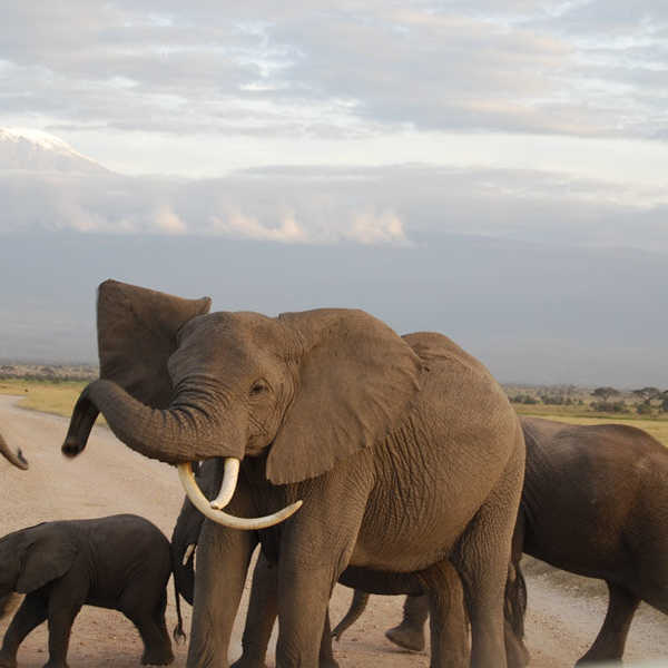 何度も出くわした、象の群れが道路を横断するシーン、なぜかいつも感慨深くなります／バックはキリマンジャロ