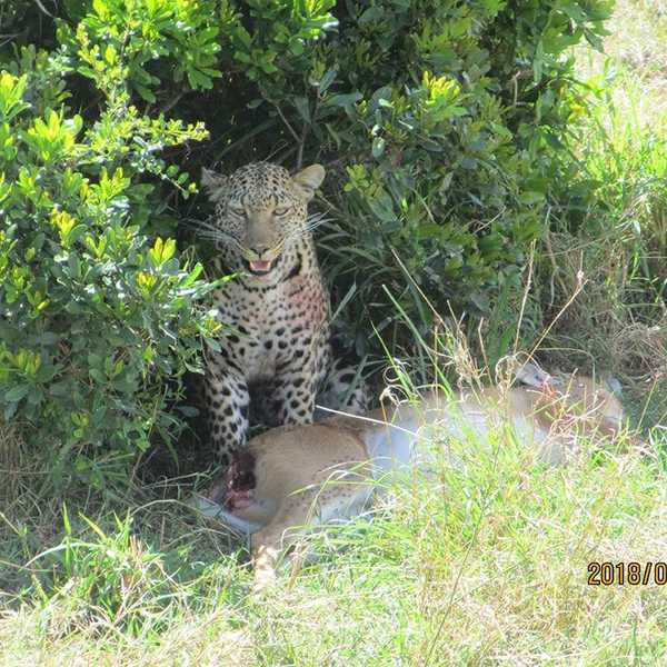 獲物のトムソンガゼルを食べるヒョウ／これも、2018年9月13日、マサイ・マラ国立保護区でした。ドライブウエイから離れた灌木の中の動物を、ガイドさんたちはどうやって見つけるのかなと本当に感心してしまいました。