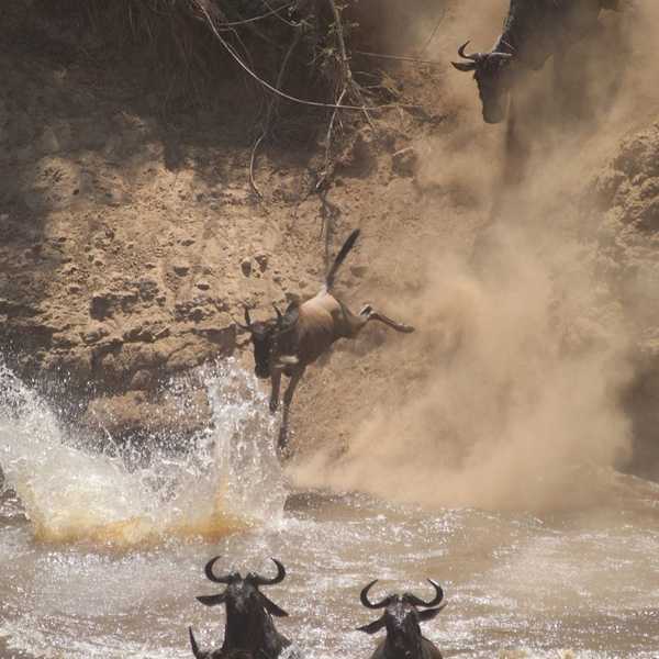 マサイマラ　ヌーの川渡り／ヌーが川に飛び込む姿は勇敢そのもの。