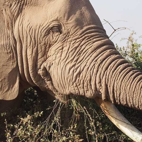 出迎えてくれた象／アンボセリに到着してすぐに出会えました。今までその辺の牛を見て興奮していた子供たちも、野生の象を目にして興奮のしどころを間違えていたことに気づきました。