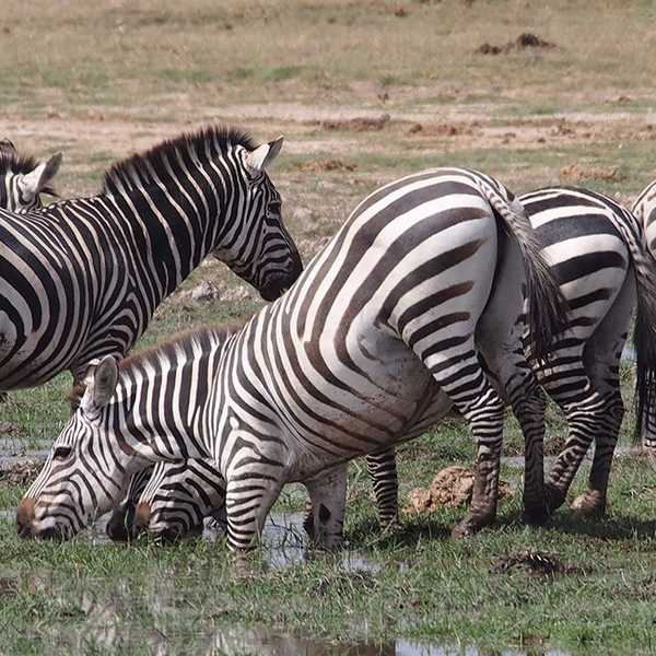 水場で身動きがとれなくなったシマウマ／足が抜けなくなって途方にくれていました。このあと仲間がレスキューに来て無事脱出。