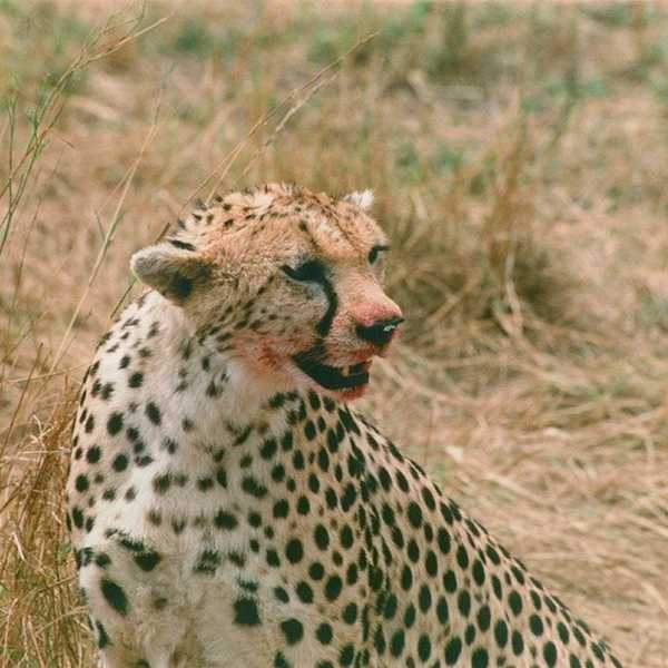 チーター／ハンティングが成功し、食事中のチーター。