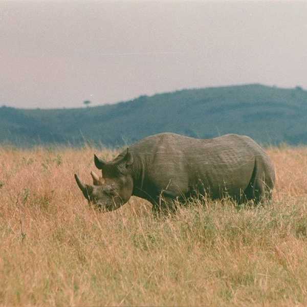 クロサイ／大阪府位の広さのマサイ・マラに数えるほどしか生息しないクロサイに遭遇。