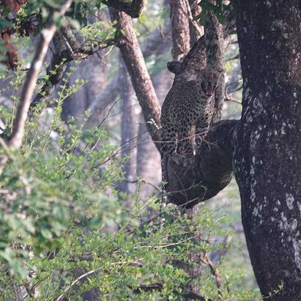 カラハリの敵をインドでとる／ヒョウ。カラハリでは見れませんでしたが、インドでは無事に見る事が出来ました。