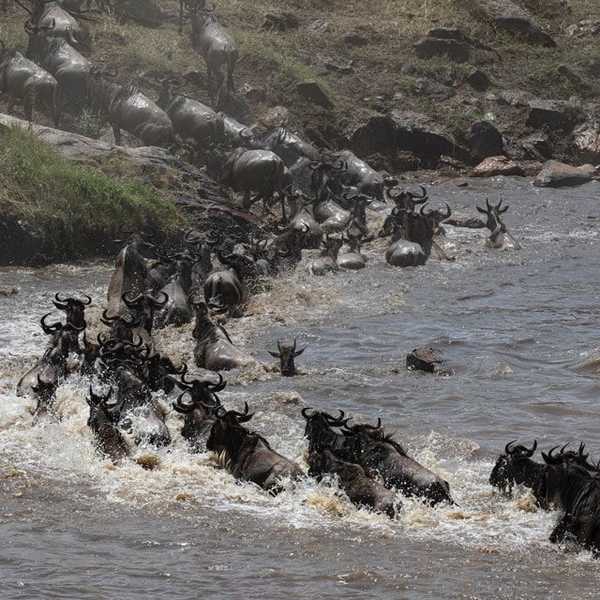 約束の地へ／マラ川を渡る「ヌー」の群れ
