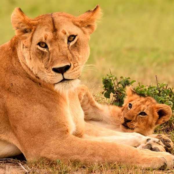 人気アイドルのライオン母子／マサイ・マラで、ライオンの母子がじゃれているところを間近で見ることができました。のちに、この母子の周りには数多のサファリカーが集まることに。