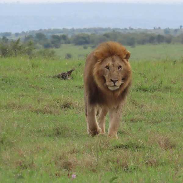オスライオンが1mの至近距離まで直進／マサイマラ国立保護区で、オスライオンがサファリカーに向かって直進してきたので、真正面から撮ることが出来ました。