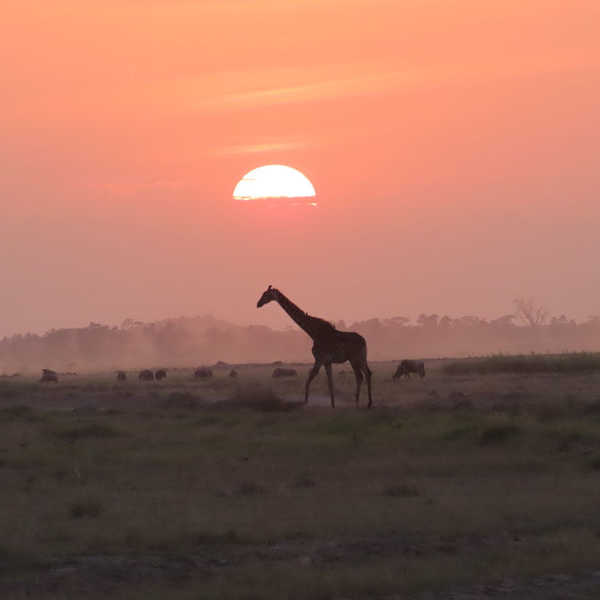 夕陽を浴びて優雅に歩くキリン／アンボセリ国立公園に着いた日の夕方、夕陽とキリンが重なりちょうど良いタイミングで写真が撮ることが出来ました。サファリ初日に良い写真が撮れて感激しました。