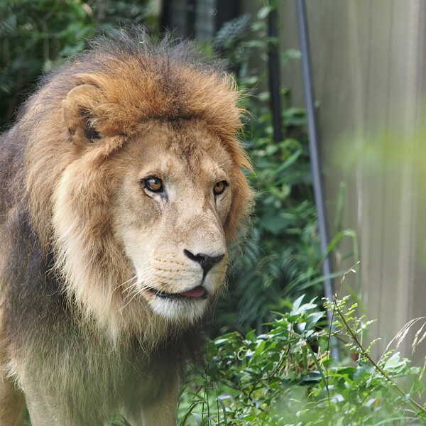 百獣の王ライオン／お客様の投稿写真です。