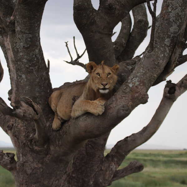 木登りライオン／ライオンが木の上で休んでいました。