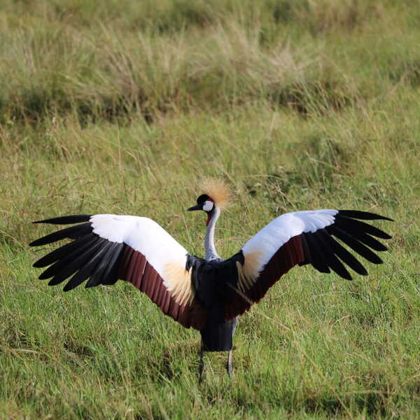 カンムリヅルの羽ばたき／ウガンダの国鳥であるカンムリヅルの美しさに惹かれました。