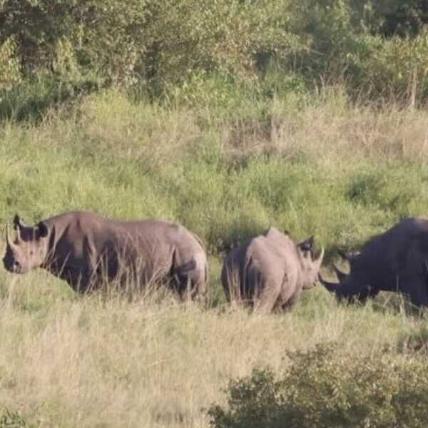 珍しいクロサイの群れ／ケニアのマサイマラ自然保護区にて