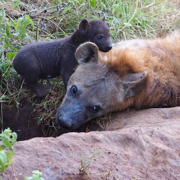 ハイエナの子供／親に甘えている生後1,2ヶ月くらいのハイエナの子供。見るもの全てが楽しいらしく、忙しなく動いていました。