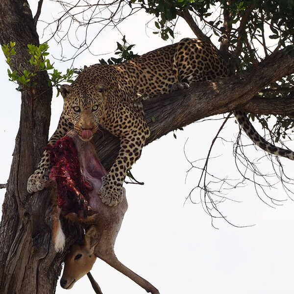 食事中のヒョウ／捕らえた動物を木の上に持ち上げて食べているヒョウ。上手く口と前腕を使って持ち上げていました。