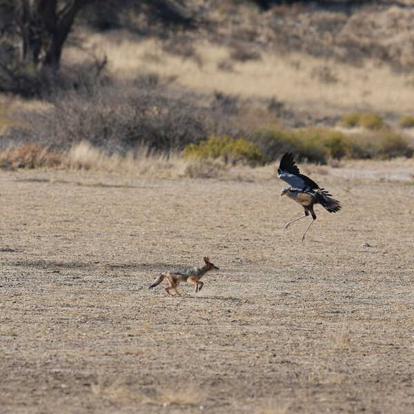 陸と空の戦い／ヘビクイワシとジャッカルの縄張り争い。ヘビクイワシがジャッカルを追い払いました。