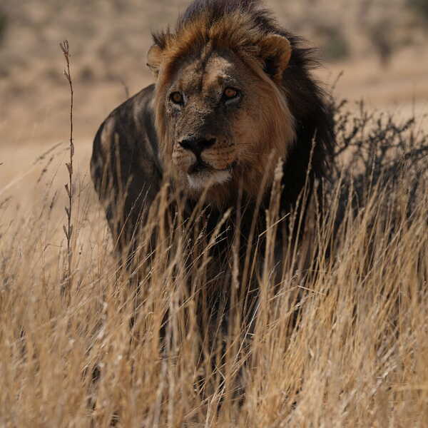 ブッシュに潜むもの／ブッシュの中で寝ていたライオンが急に起き上がりました。
