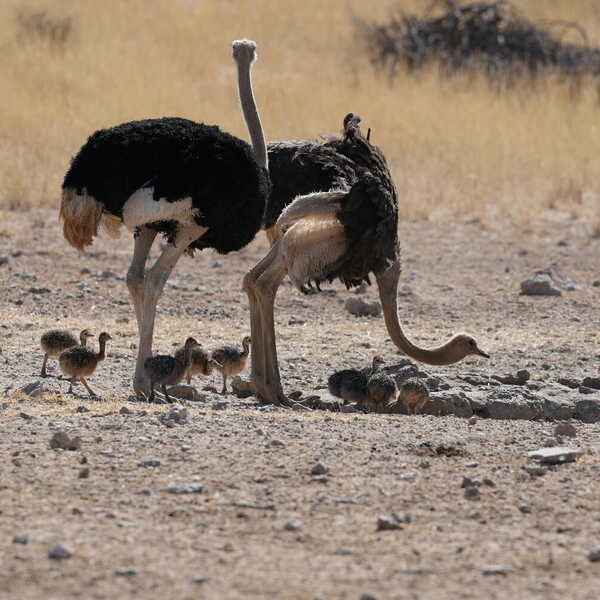 水分補給／ダチョウの親子で水を飲みに来てました。