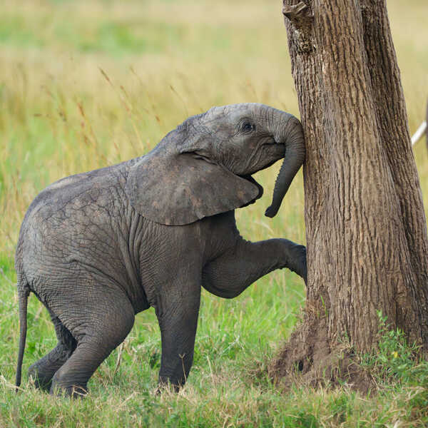 鼻がかゆいぞう／木に鼻や体をひたすら擦り付けていた子像。無邪気な姿がかわいかったです。