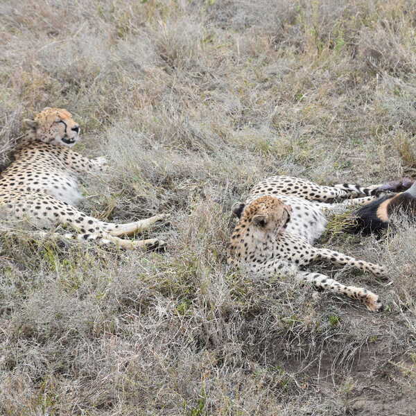 仕留めたヌーを腹一杯食べたチーター／セレンゲティで腹一杯食べたチーターが寝転んだいます。弱肉強食という言葉は浮かびません。命の営みの崇高さを感じます。