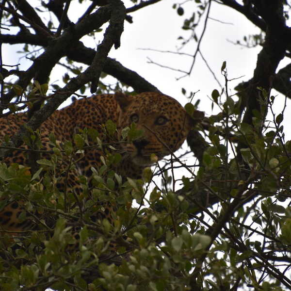ガゼルを仕留め木に引き上げたヒョウ／トムソンガゼルを仕留め木に引き上げたヒョウです。まだ食べてはいません。血圧が高いうちに食べ始めると血があたりに飛び散りライオンやハイエナが来るそうです。