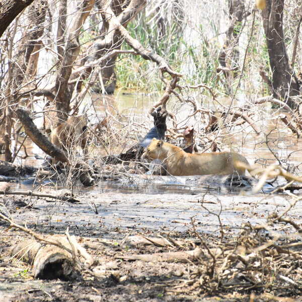 カバをあさる2頭のライオン／マニャラ湖でこのシーンに出会いました。ガイドさんも初めて見る光景だそうです。近くもう1頭寝そべっていました。