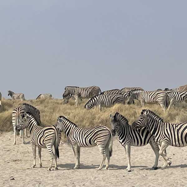 エトーシャ国立公園でのサファリ／エトーシャ国立公園では、シマウマ、キリン、ゾウ、ライオン、ヌー、サイ、ハイエナ、ダチョウ、オリックス、イボイノシシ&hellip;まだまだたくさんの動物を見ました。夜はキャンプ場前の水飲み場にたくさん動物が来ます。