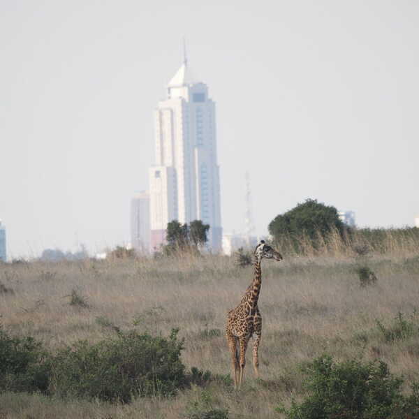 マサイキリン／ナイロビ国立公園で、マサイキリンと高層ビルのツーショットです。ナイロビの市街地に隣接した公園ですが、意外に楽しめました。