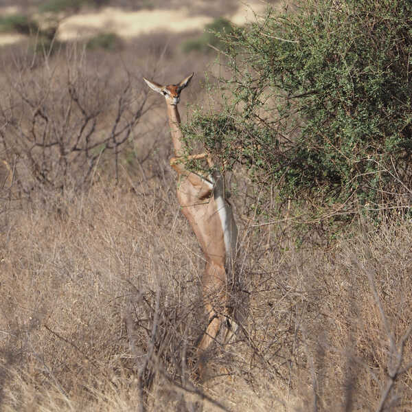 ゲレヌク／サンブル・スペシャル・ファイブの筆頭、大人気のゲレヌクです。人以外でこんなに真っ直ぐ立てる動物はいないのでは？