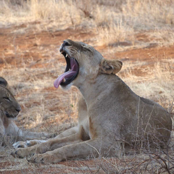 ライオン／ライオンは1日に15〜18時間寝るそう。一番強いだけあって、余裕ですね。