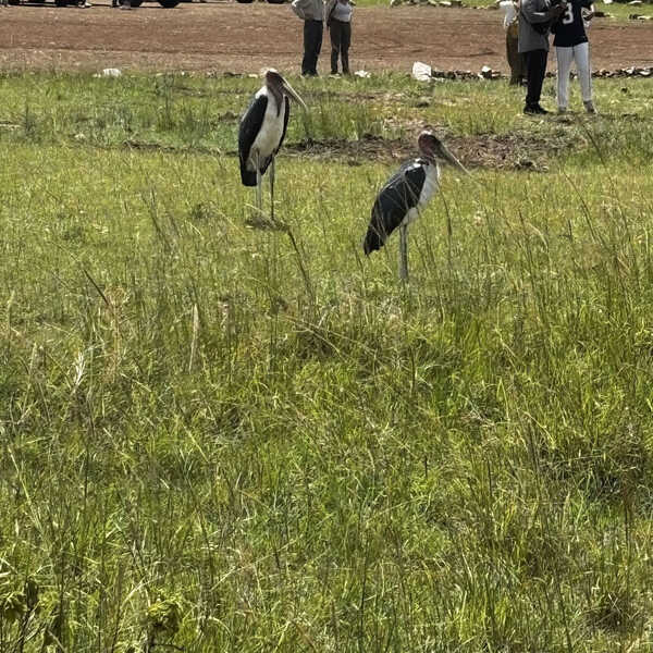 この鳥の名前は？／この鳥はガーベージバードと呼ばれています。腐肉を食べ、見た目の不人気さから酷い名前で呼ばれているようです笑。