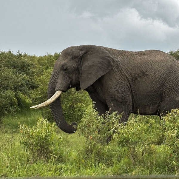 こんなに近くに！／こんな近くに世界最大の陸上動物であるアフリカゾウが！