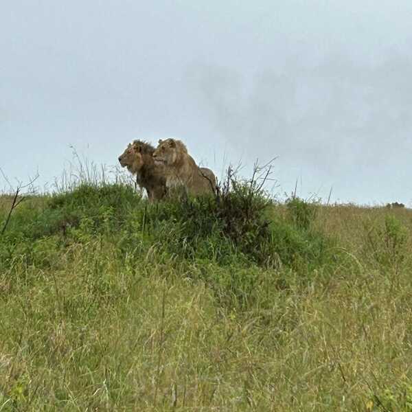 二頭の雄ライオン／手前は若い雄とのこと。
遠くにいるイボイノシシを狙っています！