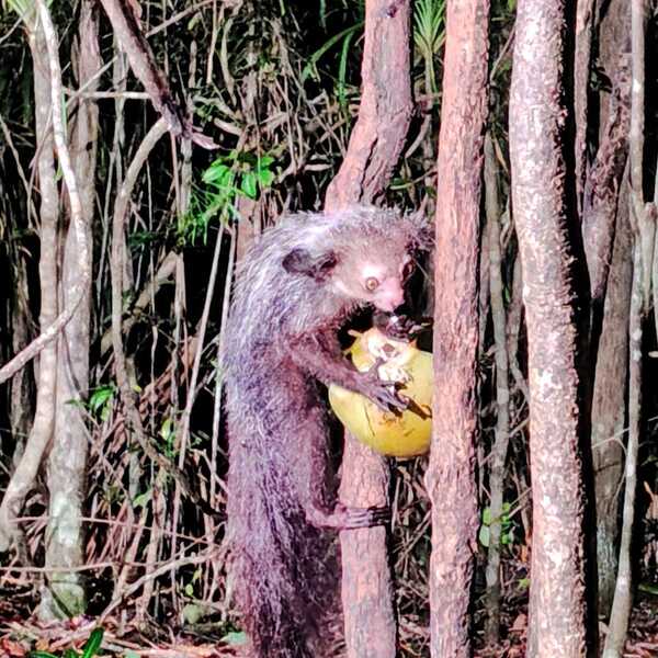アイアイ／パルマリウムにて。
シッポがフワフワで、思ったよりもとても可愛らしかったです。
凄い跳躍を見せてくれました。