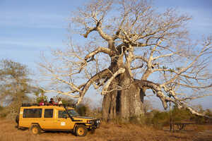バオバブの巨木も自生しています