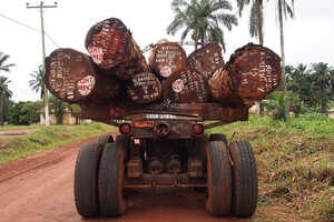 伐採業者がトレーラーで運ぶ巨大な木材