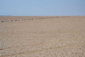 ジブチで最も広い、大バラ砂漠