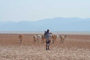砂漠で牛を放牧するアファールの男性