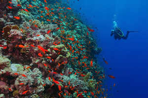 沈船やサンゴ礁で、大物が期待できるラス・モハメッド国立公園