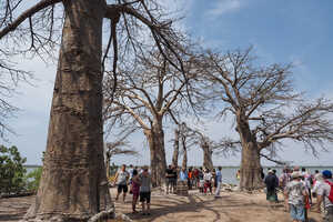 バオバブの木が印象的なクンタ・キンテ島