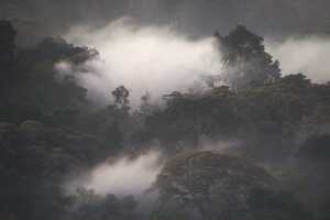 靄がかかったようなカカメガの森