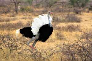 赤道より北に生息しているソマリダチョウ