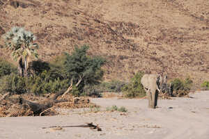 厳しい環境に適応して生きる砂漠ゾウ