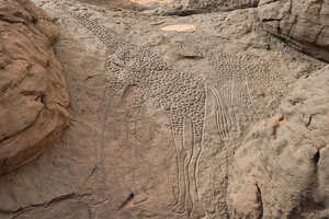 サハラに残された線刻画中屈指の名作、約1万年前に削られたと推定されるダボスのキリン