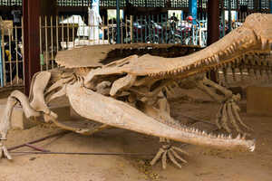 発掘された恐竜は骨格が復元され、アガデスの博物館に展示されています
