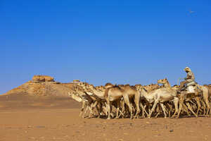 ヌビア砂漠をエジプトに向かって移動するラクダのキャラバン