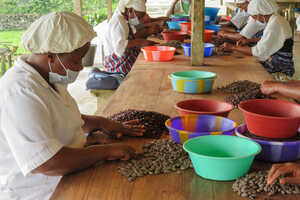 生産量が少なく、非常に希少なアラビア種のサントメ・コーヒー