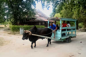 ラ・ディーグ島では伝統の牛舎に乗ってみても面白いでしょう