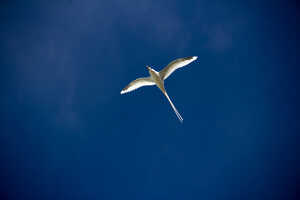 飛翔する姿が美しい、シラオネッタイチョウ