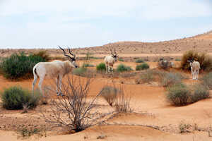 チュニジア南部の砂漠で保護されているサハラの超希少種哺乳類、アダックス
