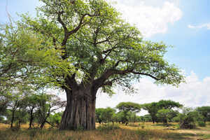 緑に彩られたバオバブの巨木。タランギレ国立公園の風景